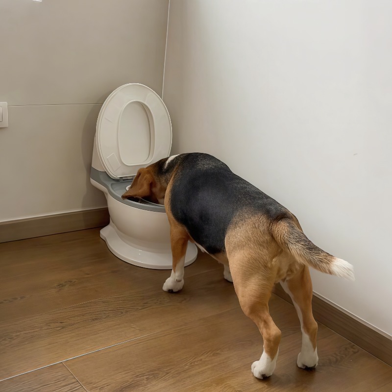 Pet Feeders - 2026 Nova Tigela de Alimentação Lenta