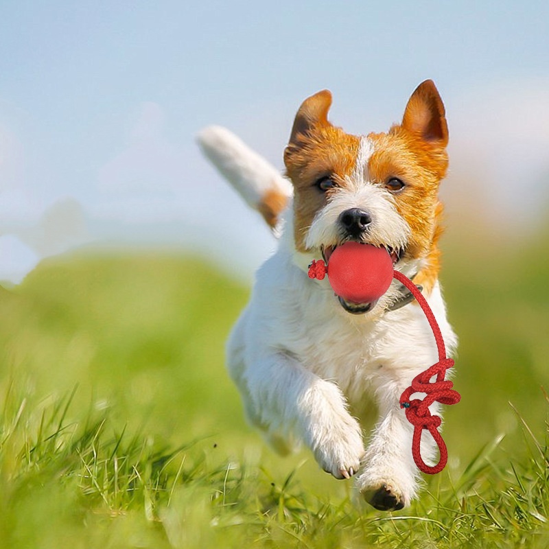Bola Indestrutível para Cães c - Indestructible Dog Chew Toy avaliação e preço
